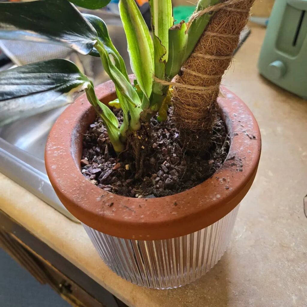 how to prevent mold in self watering planters