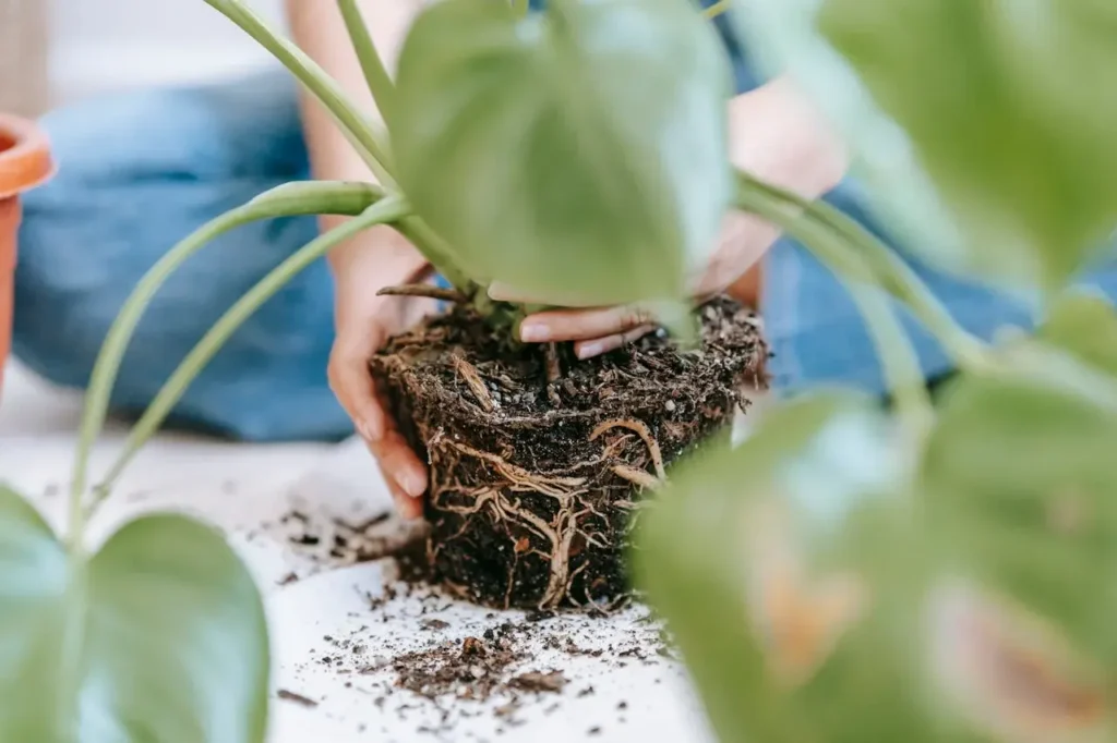 do self watering planters cause root rot