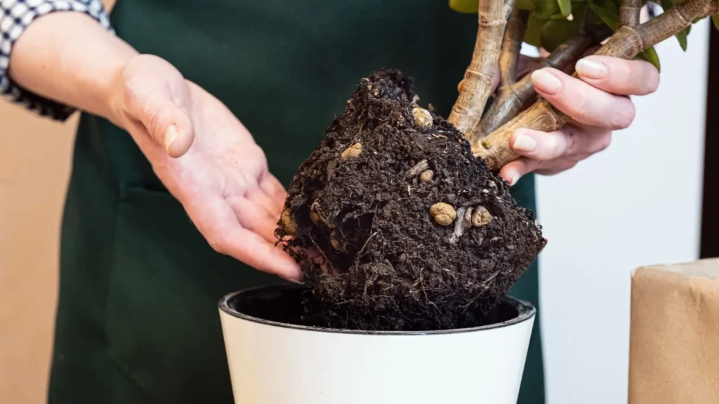 do self watering planters attract fungus gnats