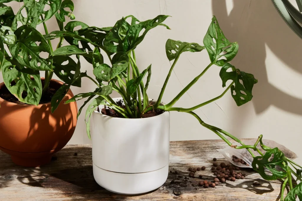 how to clean a self watering planter