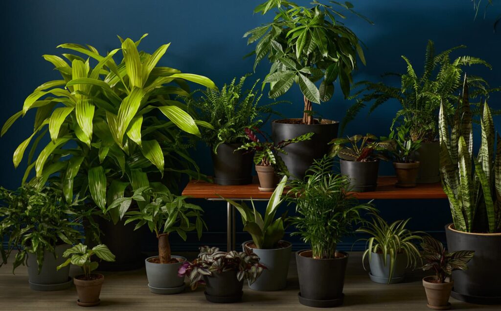 Self watering planters for low light rooms