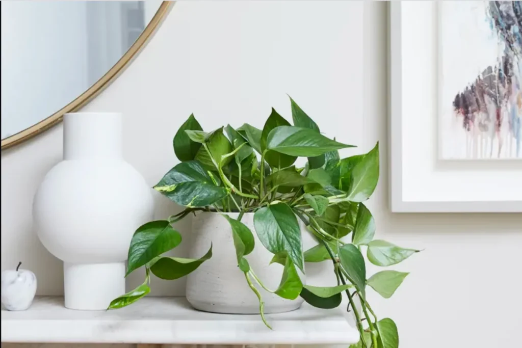 Pothos (Epipremnum aureum)