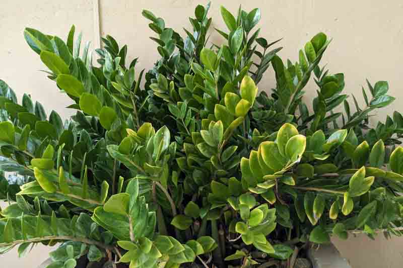 ZZ Plant (Zamioculcas zamiifolia)