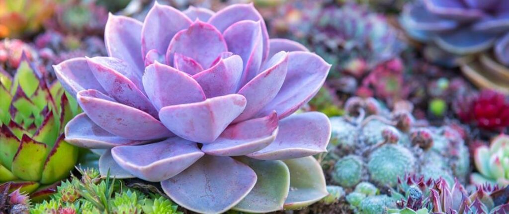 Succulents (With Some Caveats)
