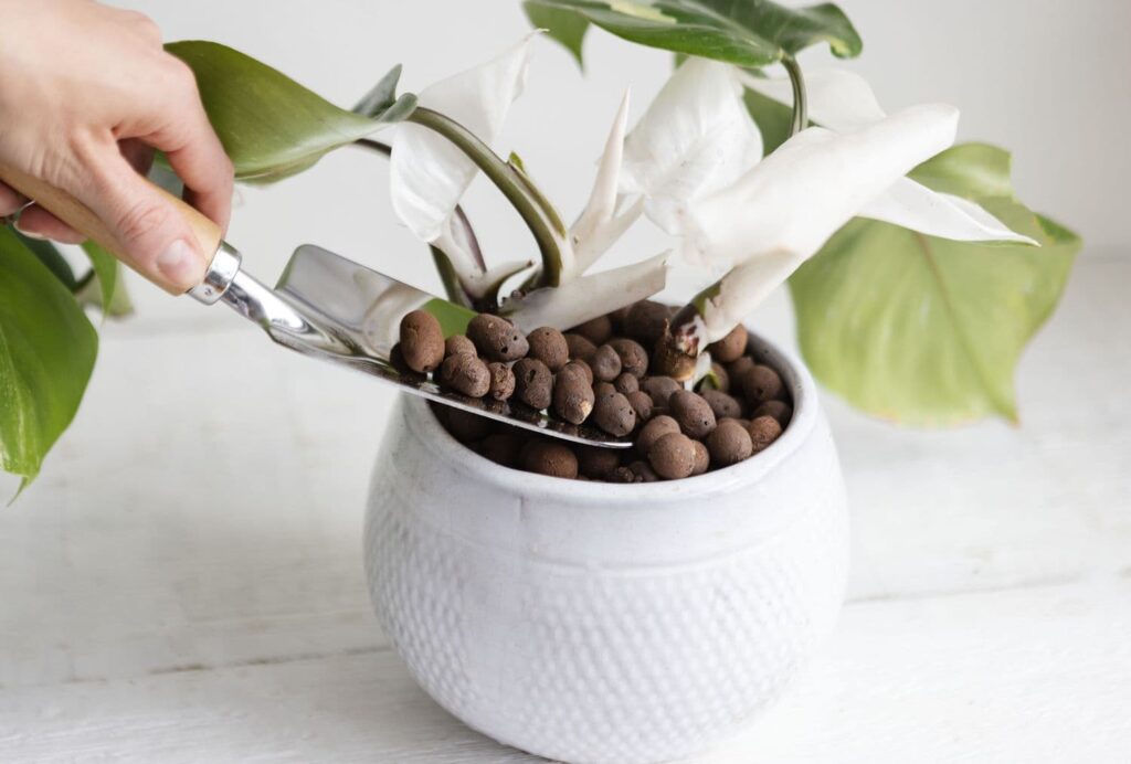 LECA in self watering planters