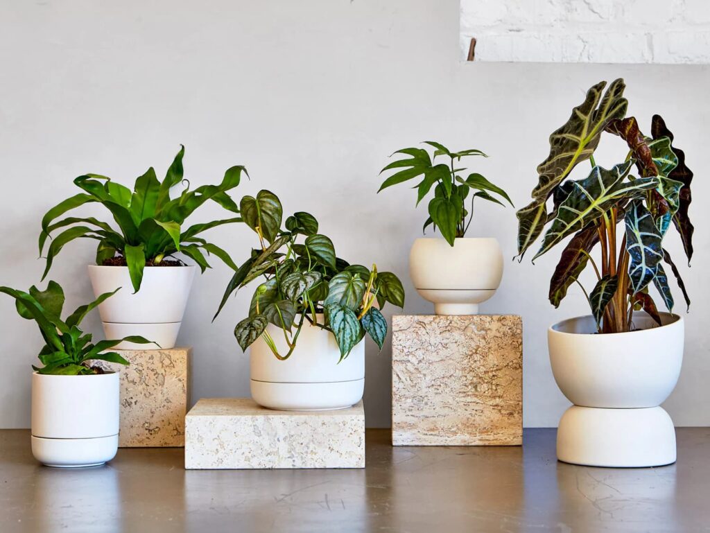 self watering planters for fast growing plants