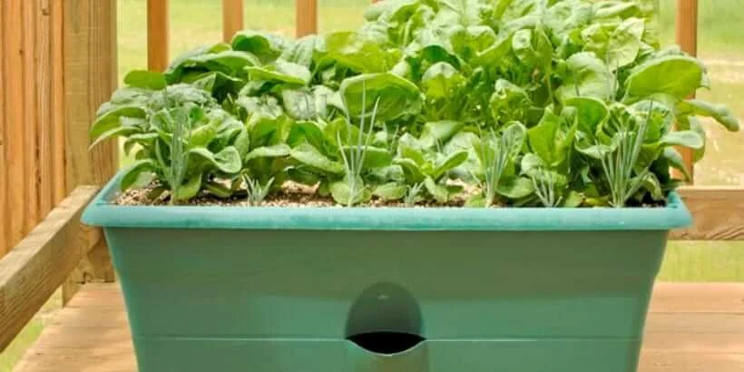 growing vegetables in self watering planters indoors