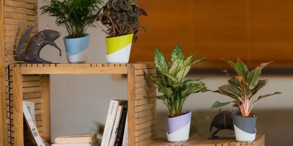 self watering planters in dry rooms