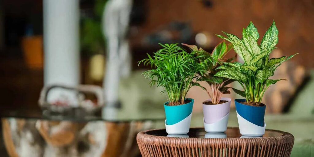 plants grow slowly self watering pots light